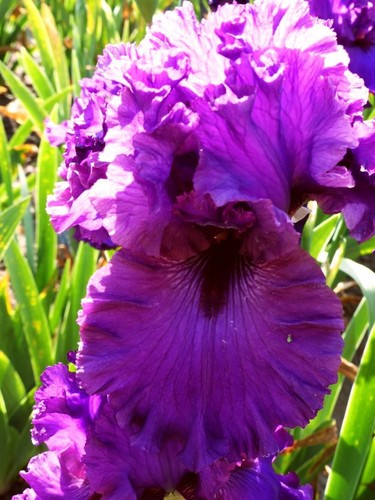 Schwertlilie iris catch - tb,,