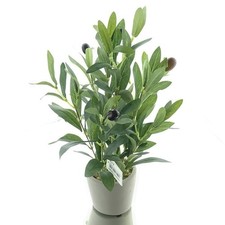 DPI Olivenbaum Mini im