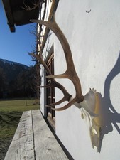 Schönes Hirschgeweih Hirsch