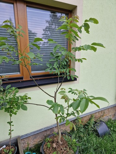 Bio walnuss baum handaufzucht - bio,