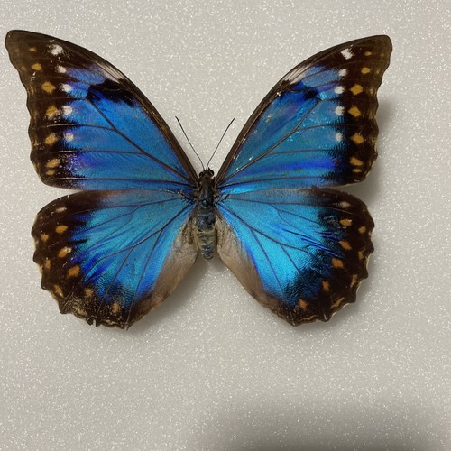 Entomologie morpho anaxibia - entomologie*morpho,