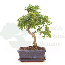 BONSAI Chinesische Ulme  'Zelkova parvifolia ' inkl. Schale.