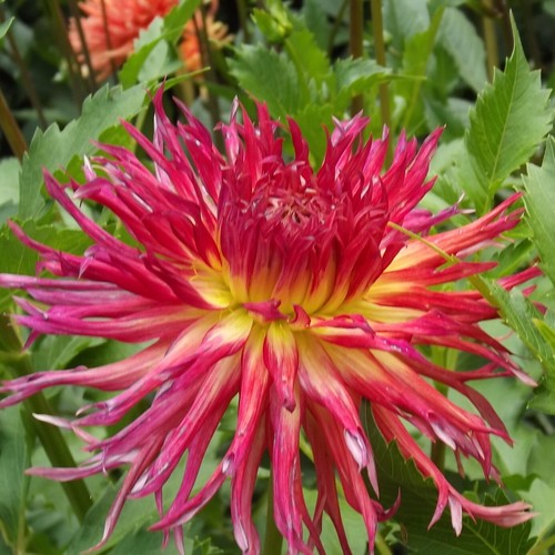 Dahlien - ,