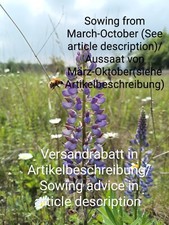 Wilde Lupine, Lupinus