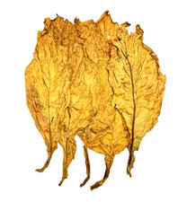 Virginia gold tabakblätter - virginia,