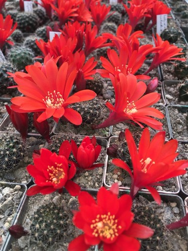 Aylostera kupperiona mit