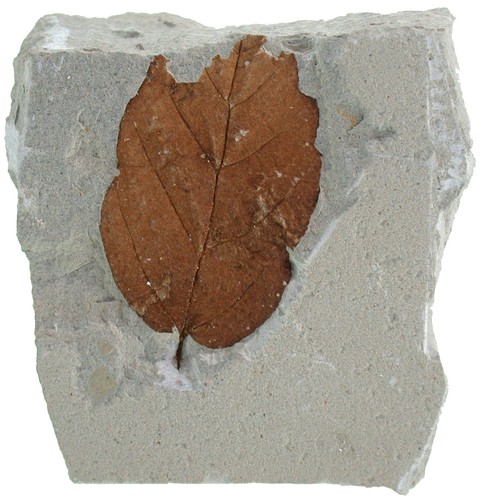 Pliozän parrotia persica - pliozän,