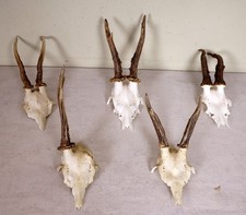 5 Rehgeweihe  zum Basteln und