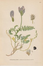 Dänische tragant astragalus - tragant, (astragalus