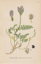 Dänische Tragant (Astragalus danicus) CHROMO-LITHOGRAPHIE von 1922 Carl Lindman