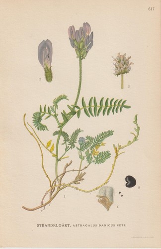 Dänische tragant astragalus - dänische, (astragalus