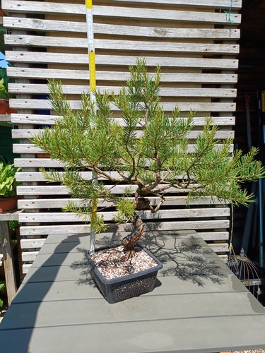 Pinus sylvestris waldkiefer - pinus,