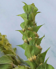 Griechischer  Bergtee Sideritis Scardica  470g Premium Qualität 