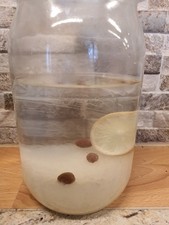 Kristallalgen / Wasserkefir /