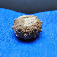 Gut erhaltener regulärer