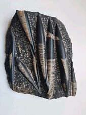 Fossile Orthoceras Platte