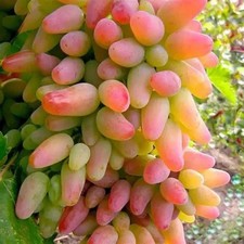 2 jährige kernarme pilzfeste Weinrebe Weintraube Tafeltraube "Preobrazhenie"