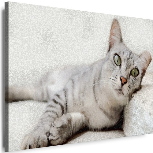Bilder leinwand katzen - bilder, tiere