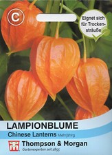 Lampionblume 'Chinese Lanterns' - Physalis alkekengi, Langhausgarten Samen 02140