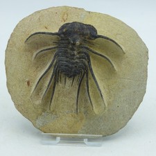Fossiler stacheliger Trilobit