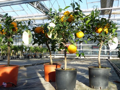 Citrus yuzu 80 - citrus, cm