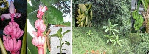 Winterharte bananen - 3,
