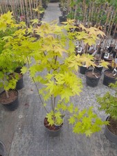 Acer palmatum summer gold - palmatum,