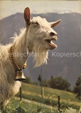 Ziege Ziegenbock Bouc Hegoat