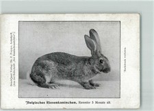 13912140 - Zuechter Belgisches Riesenkaninchen  Hase Gebrauchsspuren