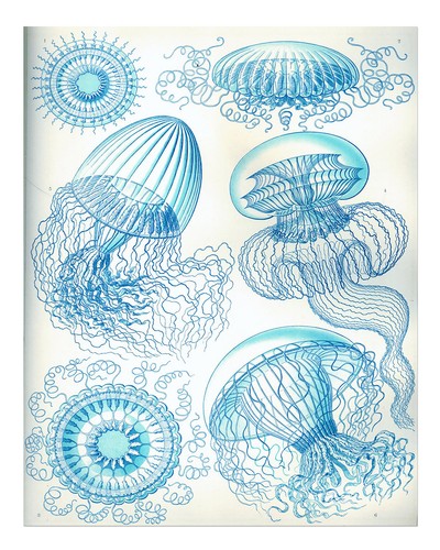 Qualle illustration wandkunst - illustration,