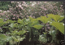 Surrey Postkarte - Ramster