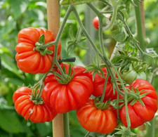 Tomatensamen (7+ Samen); alte