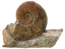 Lias Standstück  Hildaites subserpentinum Ammonit  Altdorf  bei Nürnberg  X7-3