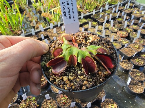 Dionaea muscipula grosse - muscipula, "la