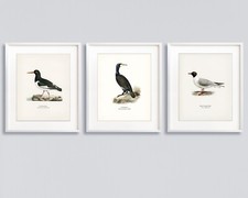 Vintage Seevogel Druck, passendes 3er Set Drucke, Austernfänger, Kormoran, Möwe