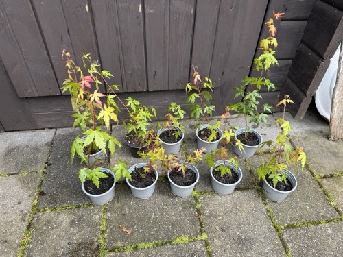 Planttini japanischer - planttini🌱,