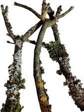 3er Set Astgabeln bunt Flechte