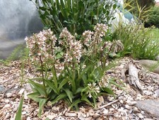 1xtopf epipactis palustris - 1xtopf,
