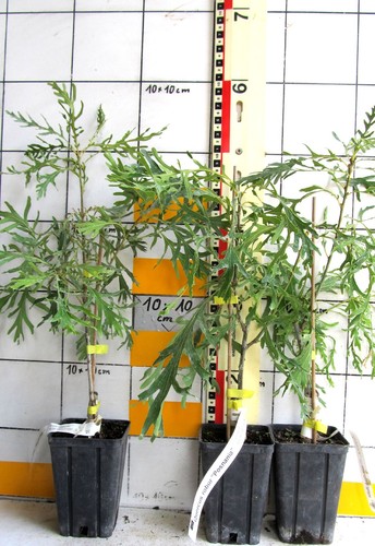 Quercus robur posnania - robur,