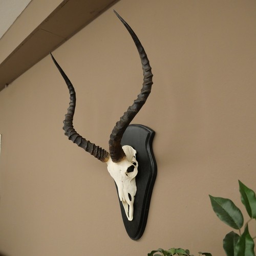 Impala antilope - impala,