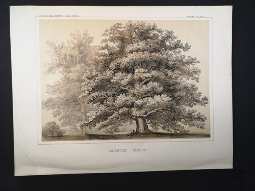 Farblithographie von 1856