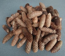 Tannenzapfen Fichtenzapfen 10
