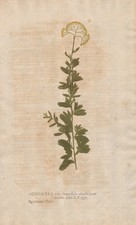 Yarrow schafgarben botanik - yarrow,
