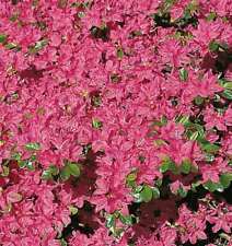 Japanische Azalee Kermesina 40-50cm - Rhododendron obtusum - Zwerg Alpenrose