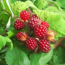 Japanische weinbeere rubus - weinbeere,