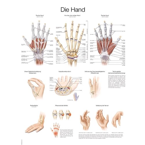 Anatomische lehrtafel die hand - anatomische,