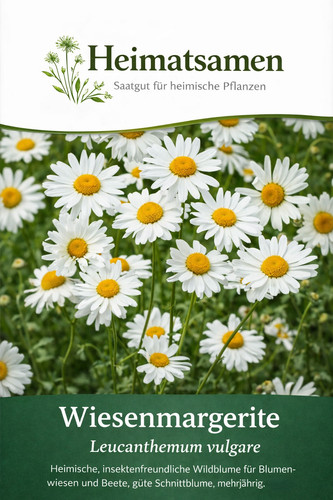 Wiesen margerite 500 samen - 500+,