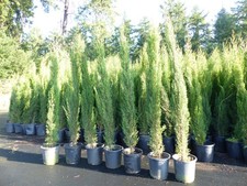 3x Totem 190 - 220 cm Toskana Zypresse Mittelmeerzypresse Säule winterhart 