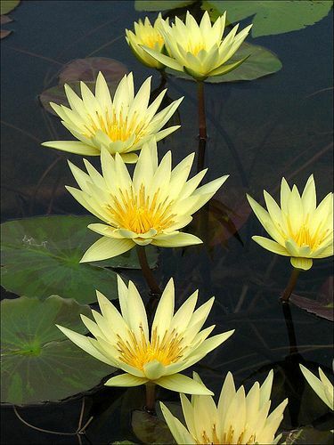 Kleine gelbe seerose für - kleine,