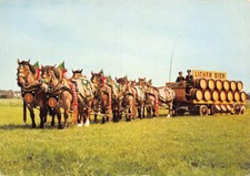 Pferde Belgische Kaltblueter